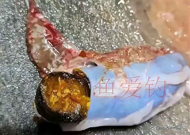 中國魚寶拍賣的歷史和現(xiàn)狀