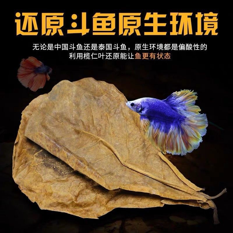 魚缸橄欖葉用量多少：關于魚缸橄欖葉的使用 魚缸橄欖葉用量多少：關于魚缸橄欖葉的使用 魚缸百科 第5張