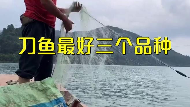 刀魚有幾種品種 刀魚有幾種品種 龍魚論壇 第3張
