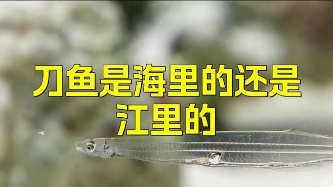 刀魚有幾種品種 刀魚有幾種品種 龍魚論壇 第2張