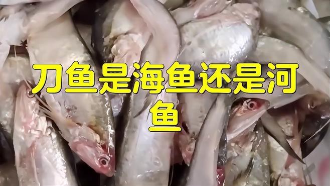 刀魚有幾種品種 刀魚有幾種品種 龍魚論壇 第5張