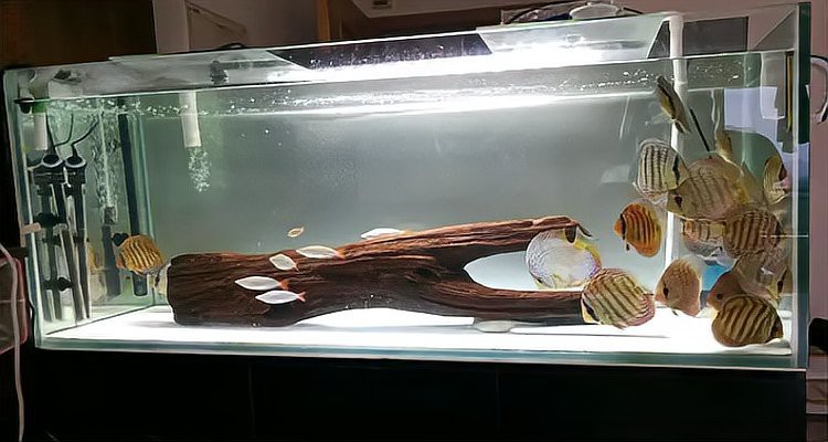 紅龍魚缸放沉木好嗎視頻