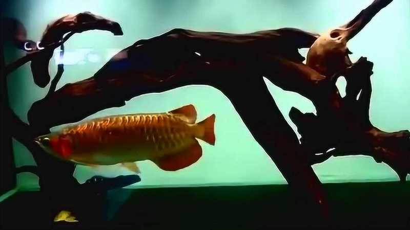 紅龍魚缸放沉木好嗎視頻
