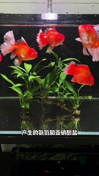 紅龍魚缸放沉木好嗎視頻
