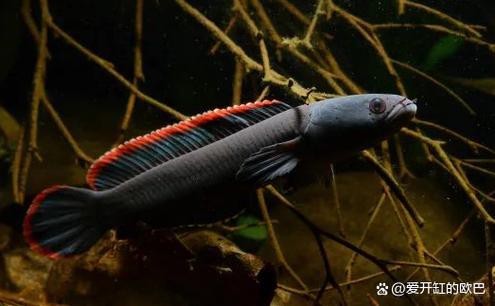 性價比最高的雷龍魚品種圖片 性價比最高的雷龍魚品種圖片 龍魚百科 第2張