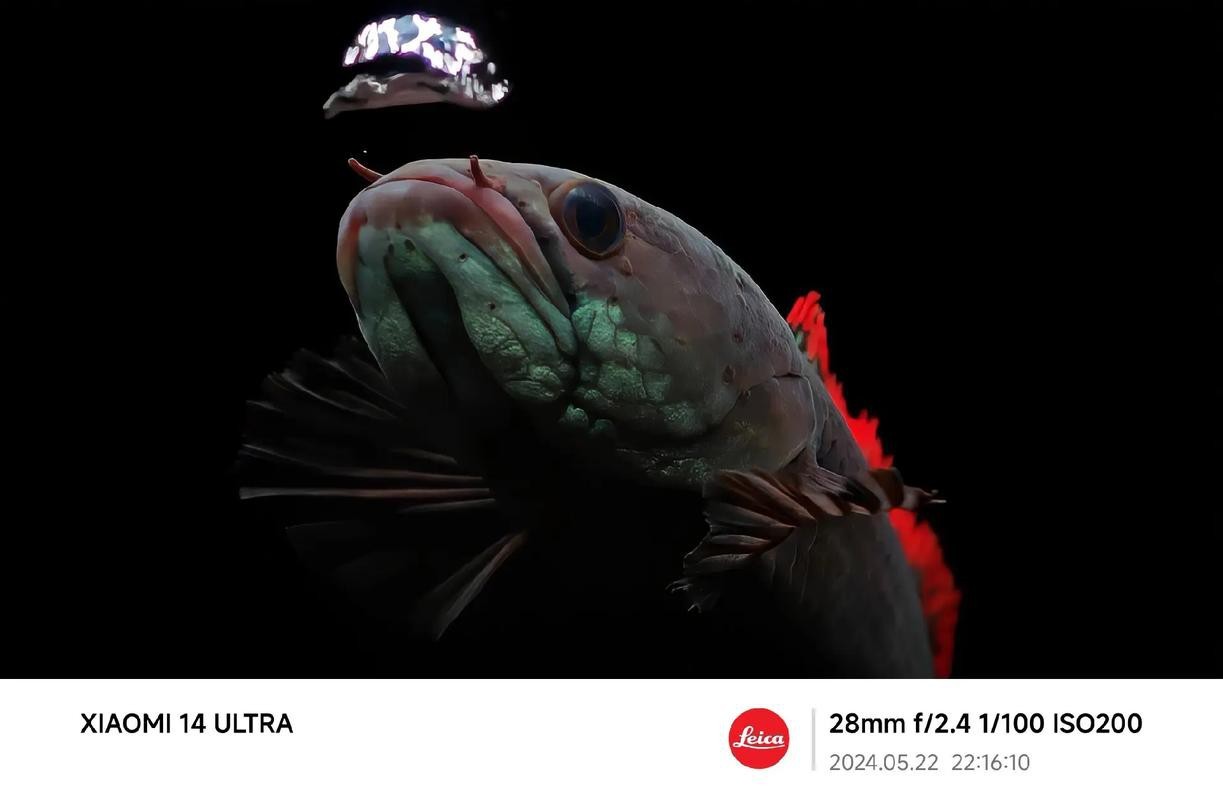性價比最高的雷龍魚品種圖片 性價比最高的雷龍魚品種圖片 龍魚百科 第4張