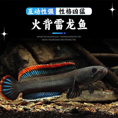 性價比最高的雷龍魚品種圖片 性價比最高的雷龍魚品種圖片 龍魚百科 第3張