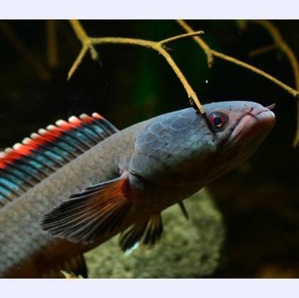 性價比最高的雷龍魚品種圖片 性價比最高的雷龍魚品種圖片 龍魚百科 第9張