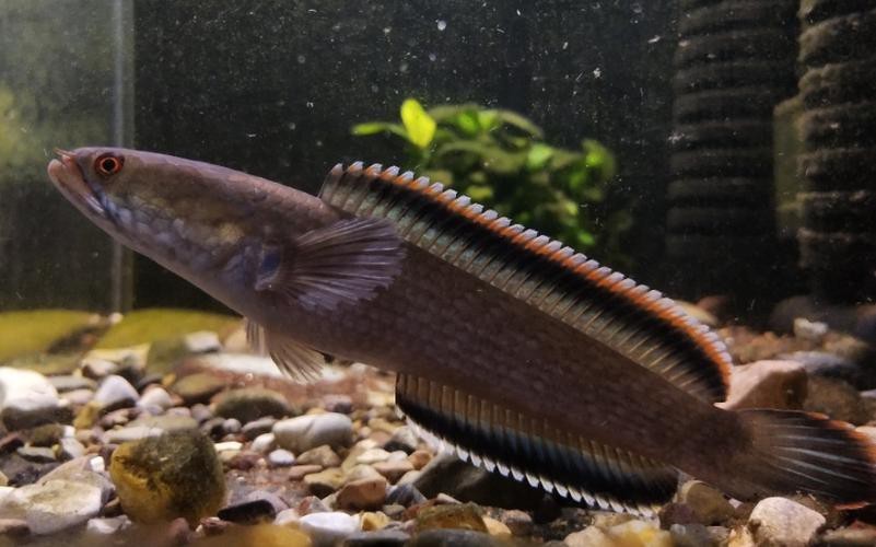 性價比最高的雷龍魚品種圖片 性價比最高的雷龍魚品種圖片 龍魚百科 第17張
