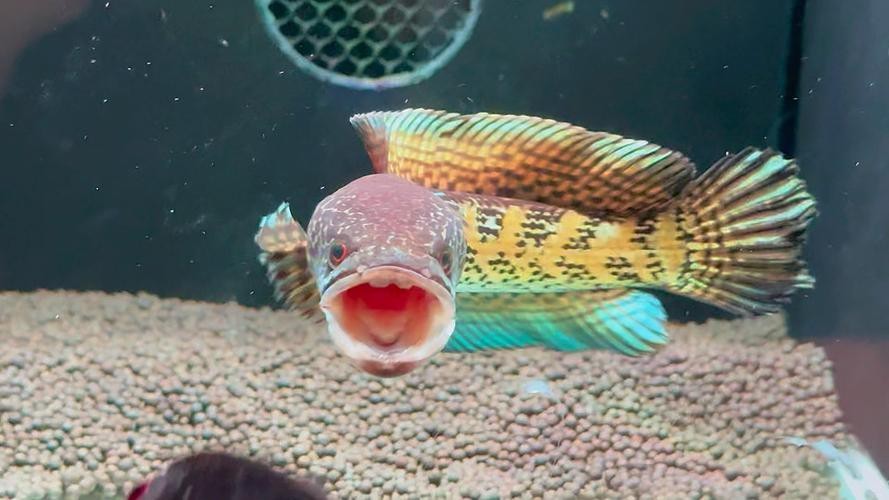 性價比最高的雷龍魚品種圖片 性價比最高的雷龍魚品種圖片 龍魚百科 第23張