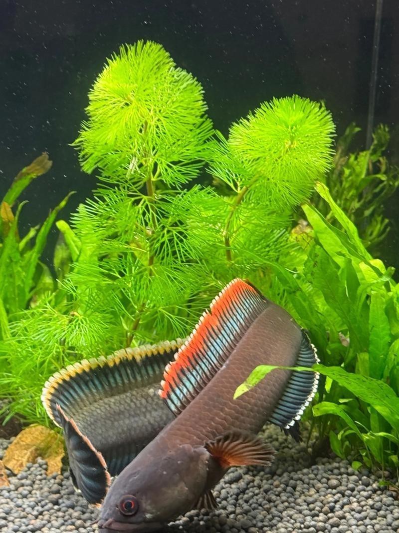 性價比最高的雷龍魚品種圖片 性價比最高的雷龍魚品種圖片 龍魚百科 第20張