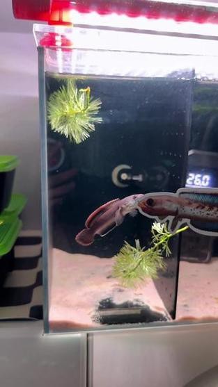 性價比最高的雷龍魚品種圖片 性價比最高的雷龍魚品種圖片 龍魚百科 第19張