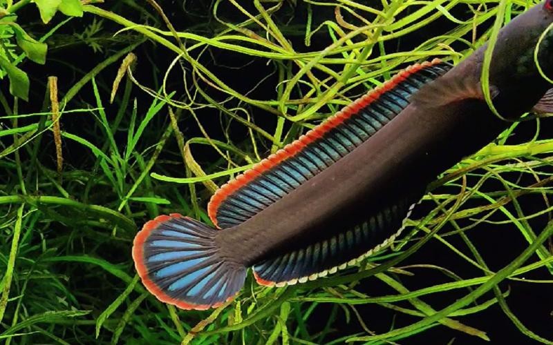 性價比最高的雷龍魚品種圖片 性價比最高的雷龍魚品種圖片 龍魚百科 第18張