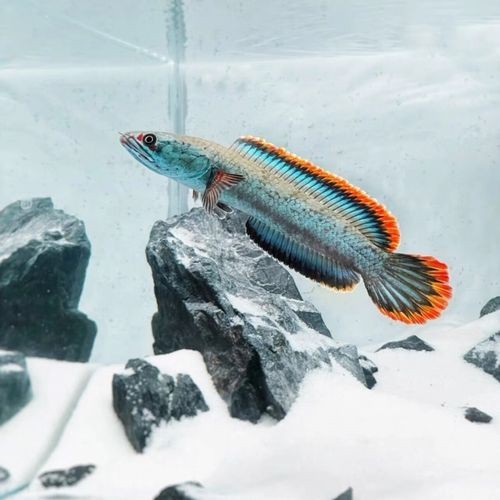 性價比最高的雷龍魚品種圖片 性價比最高的雷龍魚品種圖片 龍魚百科 第35張