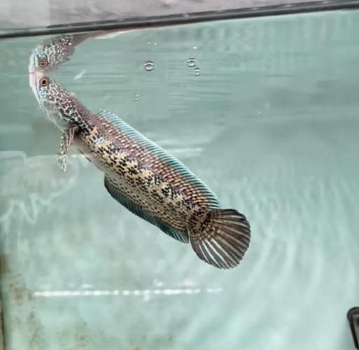 性價比最高的雷龍魚品種圖片 性價比最高的雷龍魚品種圖片 龍魚百科 第33張