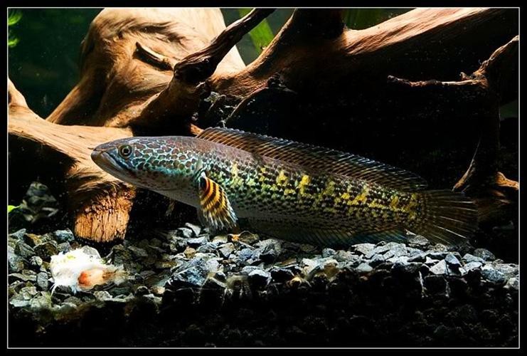 性價比最高的雷龍魚品種圖片 性價比最高的雷龍魚品種圖片 龍魚百科 第36張