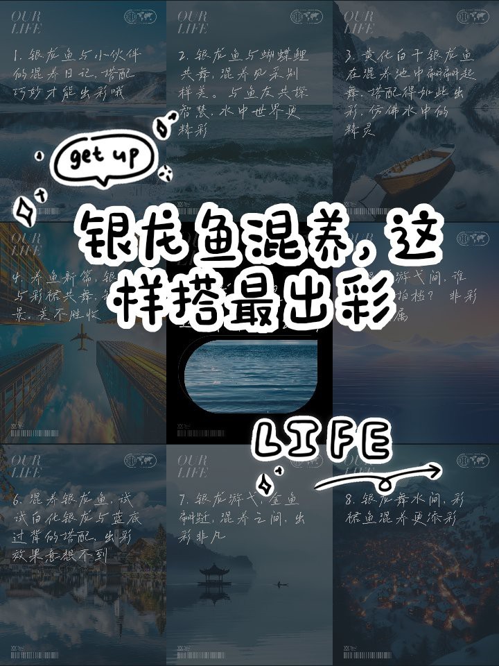 銀龍魚最好三個顏色