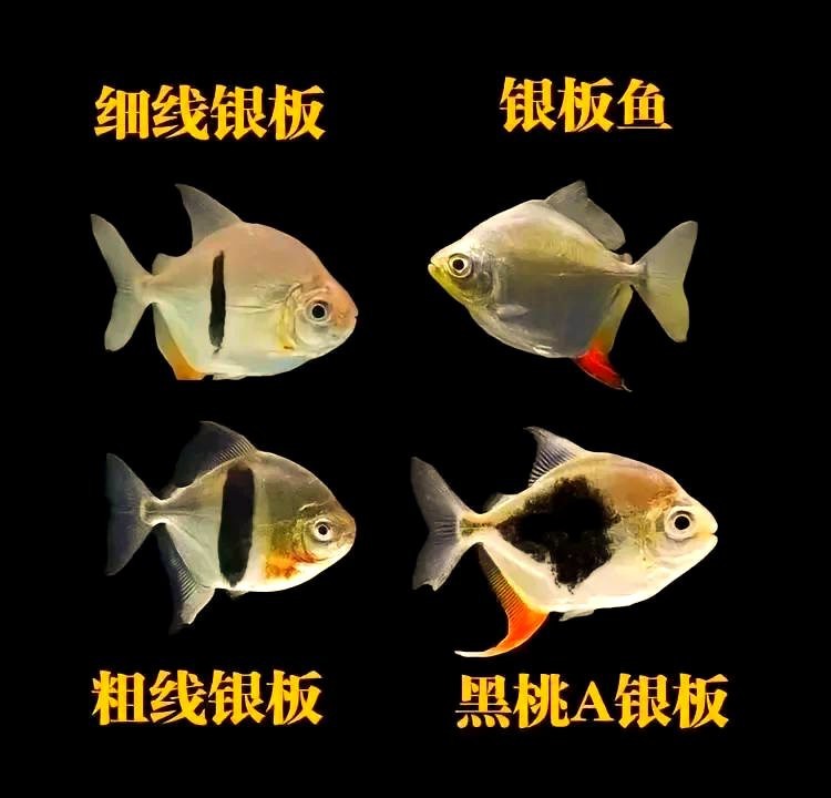 銀龍魚最好三個顏色