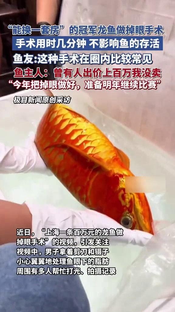 龍魚比賽視頻大全集播放