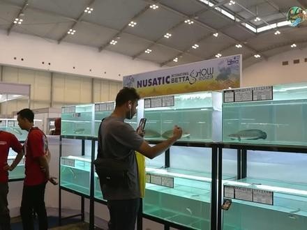 龍魚比賽視頻大全集播放