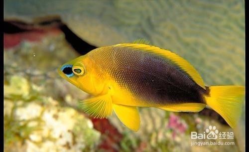 防止熱帶魚生病魚缸內放什么
