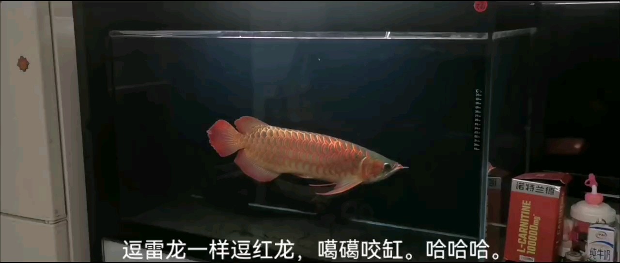 會咬缸的紅龍。