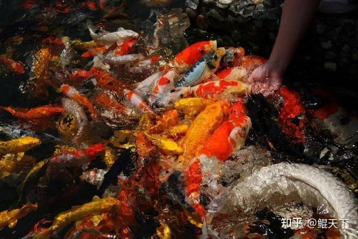 大傅是如何訓練和照顧這條冠軍龍魚的？ 大傅是如何訓練和照顧這條冠軍龍魚的？ 2025長城杯龍魚大賽 第6張