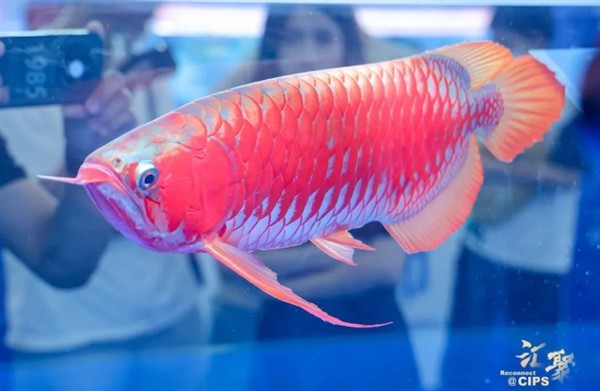 長城杯觀賞魚比賽有哪些歷史名將？