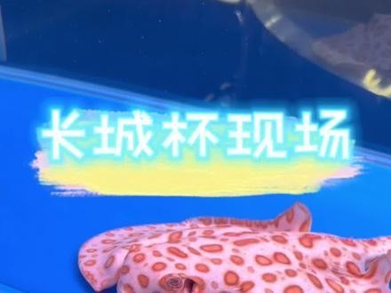長城杯觀賞魚比賽有哪些歷史名將？
