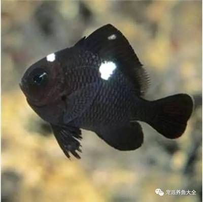 金魚品種大全金魚品種大全金魚品種大全金魚品種大全：如何選擇黑色的魚缸