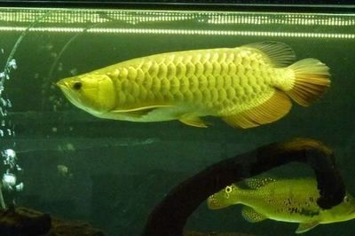 怎樣喂銀龍魚：喂養銀龍魚需要注意的事項，掌握適當的喂食技巧并采用一些技巧