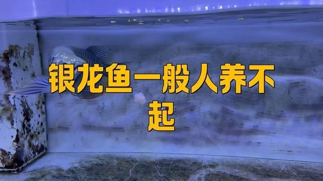 冠軍金龍魚(yú)