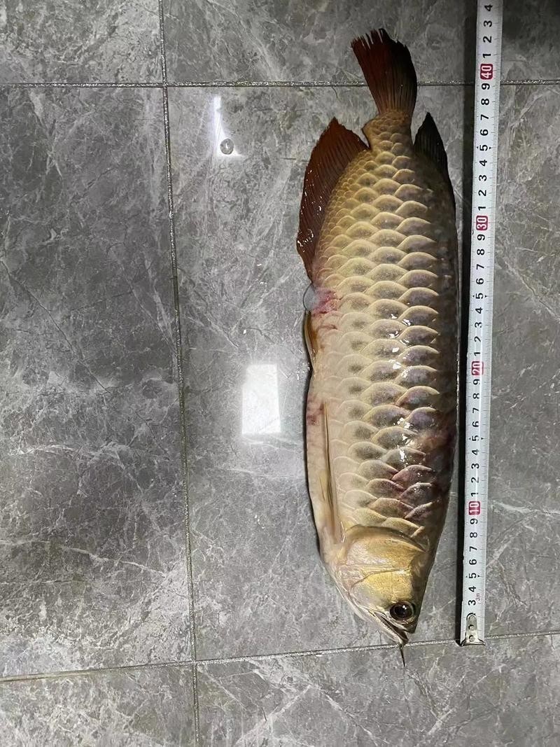 冠軍金龍魚(yú)
