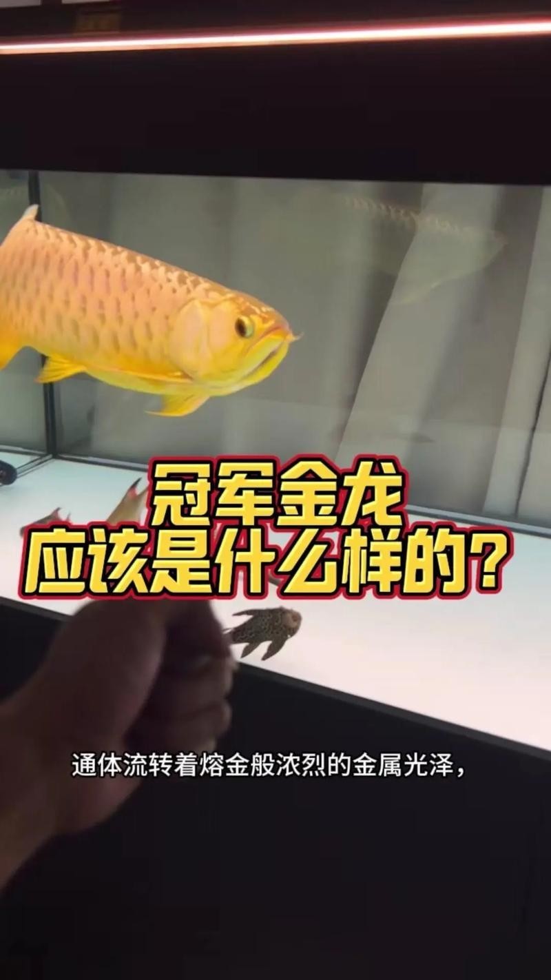 冠軍金龍魚(yú)