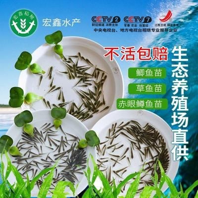 龍魚能吃小魚苗嗎：關(guān)于龍魚吃小魚苗的一些詳細(xì)信息