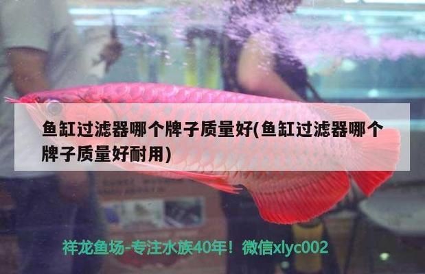 魚缸過濾器哪個品牌的質量好：高質量的魚缸過濾器品牌推薦