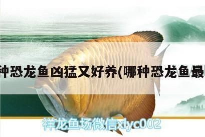 魚缸過濾器哪個品牌的質量好：高質量的魚缸過濾器品牌推薦