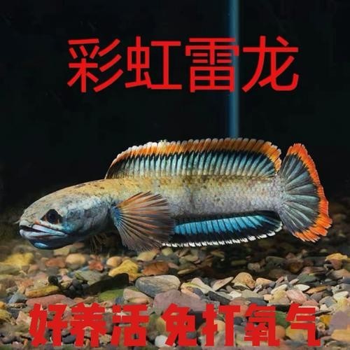 雷龍魚有幾種品種圖片及價格