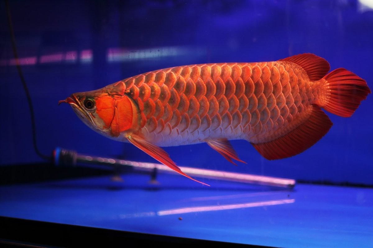 龍魚最適合哪個屬相養