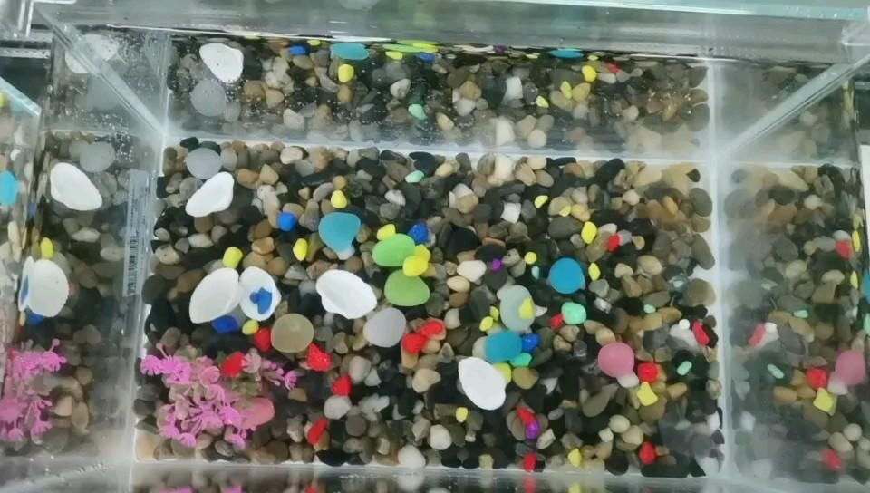 魚缸彩石圖片欣賞：魚缸彩石圖片欣賞及魚缸彩石圖片欣賞及價格對比
