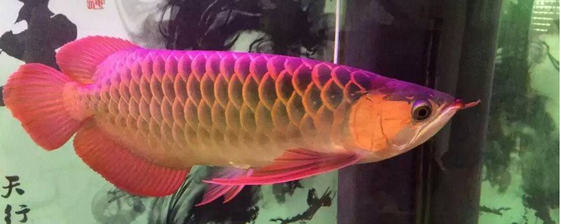 紅龍幼體多久換一次水？