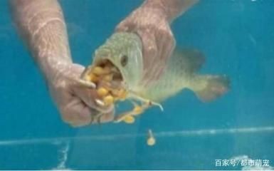 金龍魚怎么樣繁殖：金龍魚怎么樣繁殖， 金龍魚怎么樣繁殖：金龍魚怎么樣繁殖， 龍魚百科 第3張