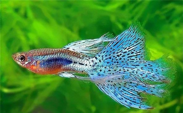 孔雀魚比賽的評分標準是什么？