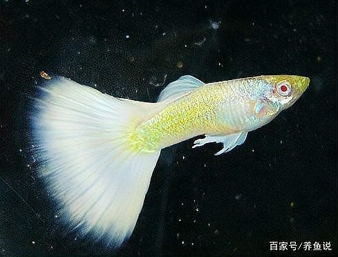孔雀魚比賽的評分標準是什么？