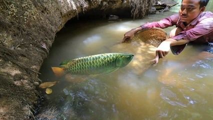 野生金龍魚生活在哪里：野生金龍魚主要分布在東南亞的熱帶和亞熱帶和亞熱帶和亞熱帶地區