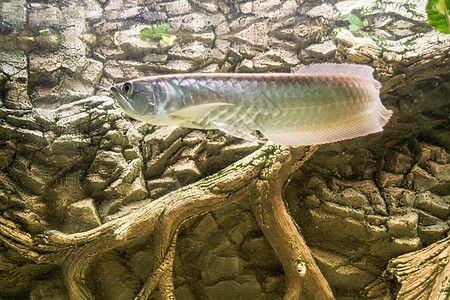 野生金龍魚生活在哪里：野生金龍魚主要分布在東南亞的熱帶和亞熱帶和亞熱帶和亞熱帶地區