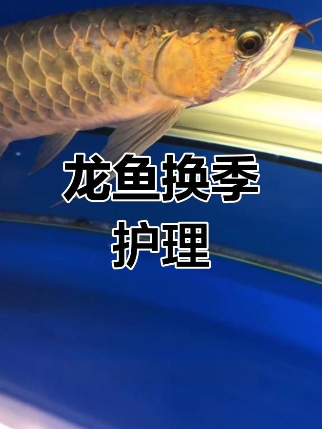 龍魚水霉病期間需要換水嗎？