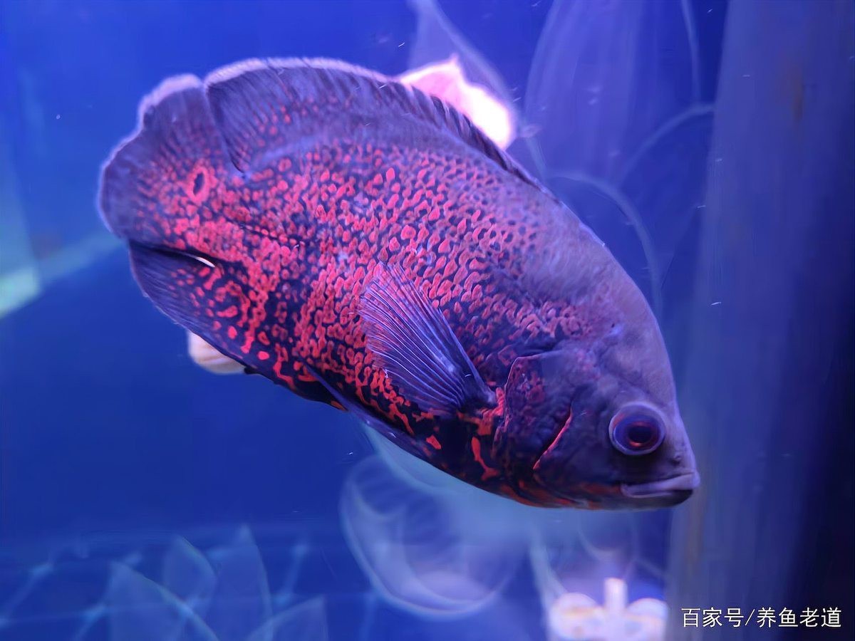 龍魚水霉病期間需要換水嗎？