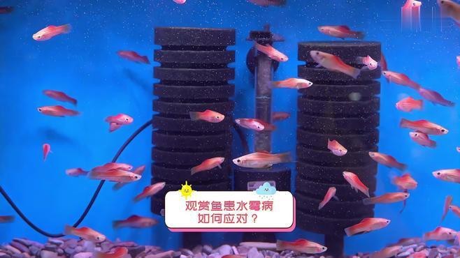龍魚水霉病期間需要換水嗎？