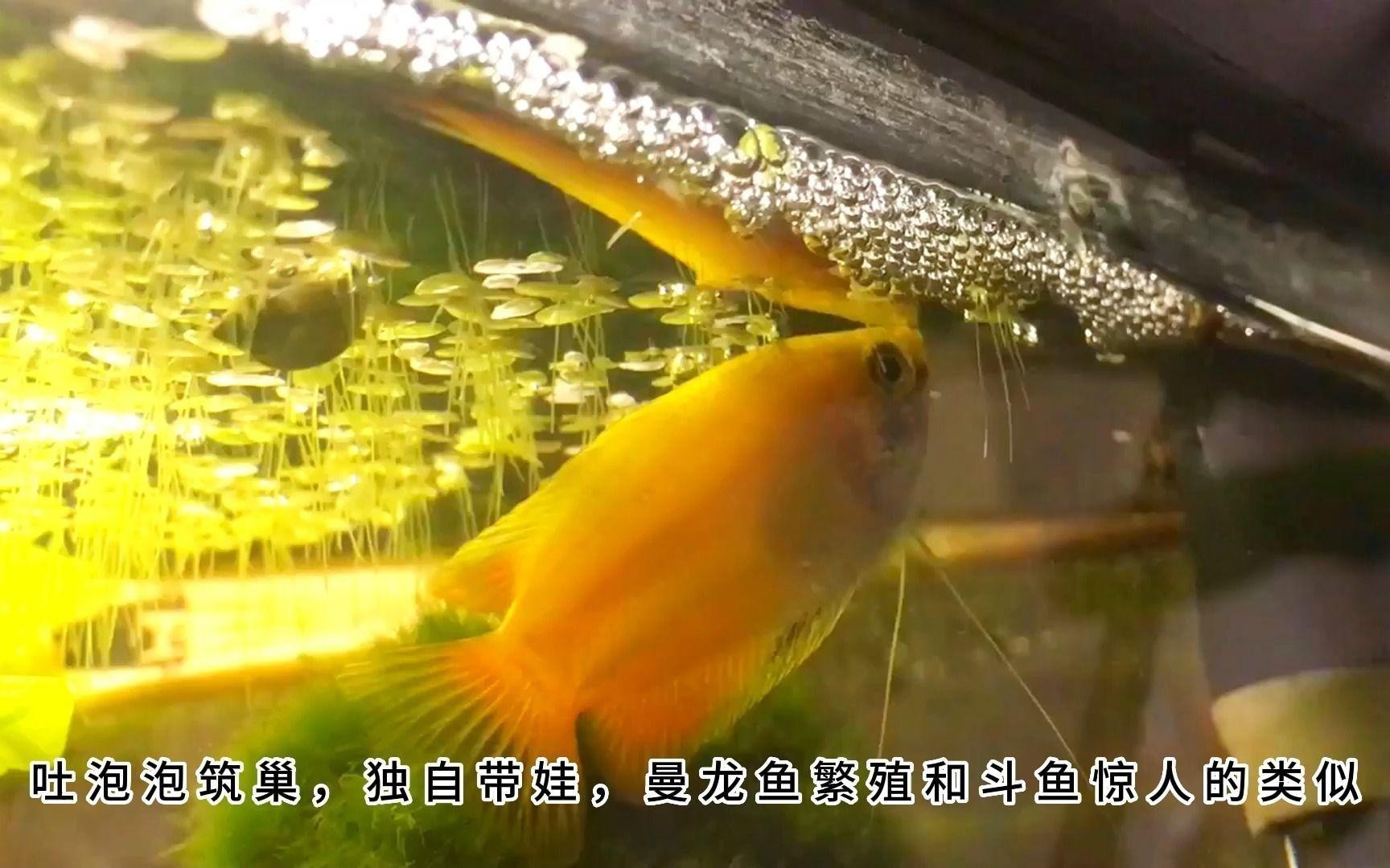 曼龍魚繁殖時需要注意什么？